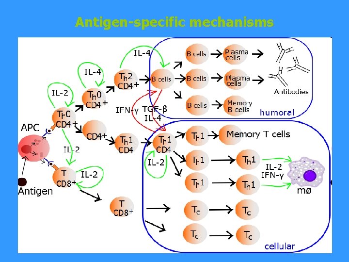 Antigen-specific mechanisms 