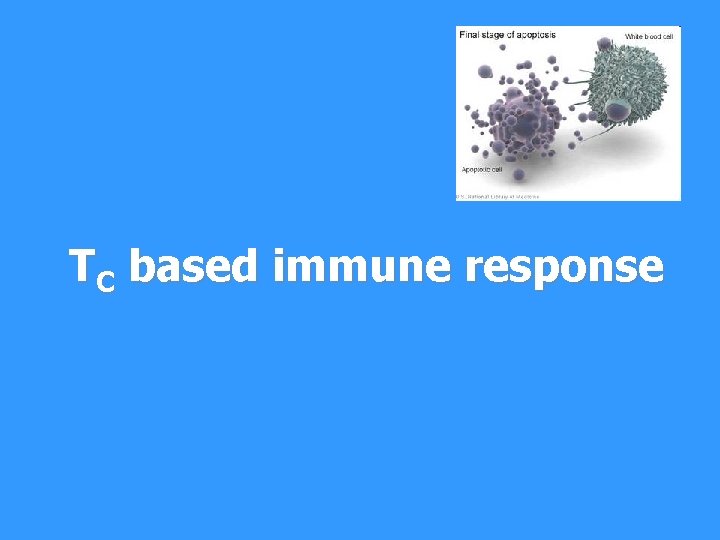 TC based immune response 