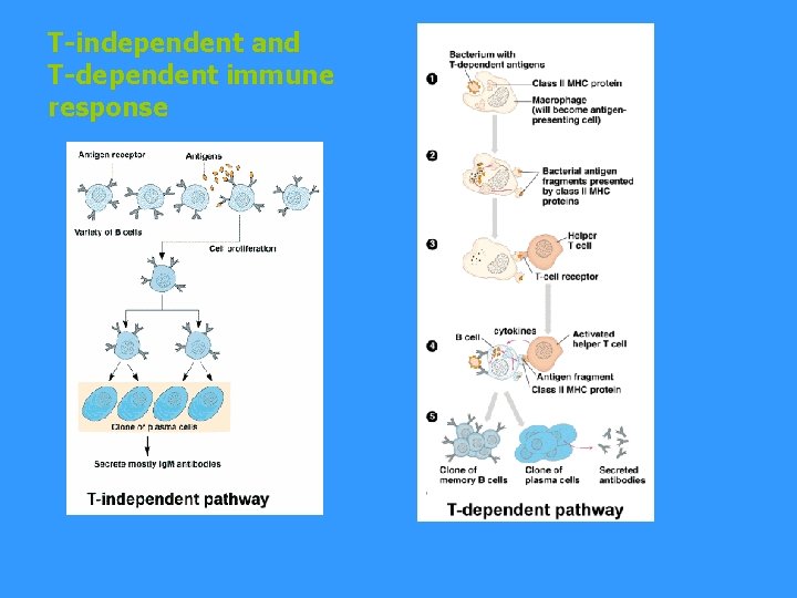 T-independent and T-dependent immune response 