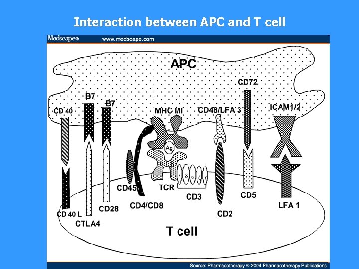 Interaction between APC and T cell 