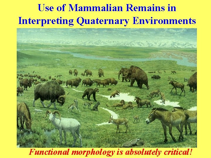 Use of Mammalian Remains in Interpreting Quaternary Environments Functional morphology is absolutely critical! 