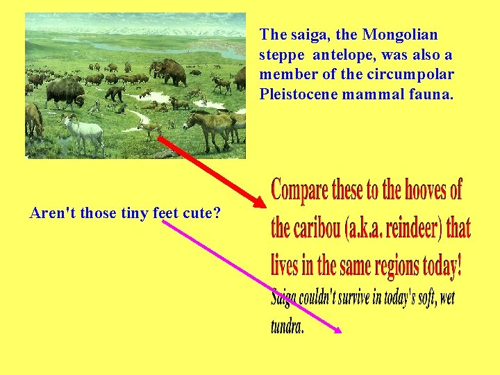 The saiga, the Mongolian steppe antelope, was also a member of the circumpolar Pleistocene