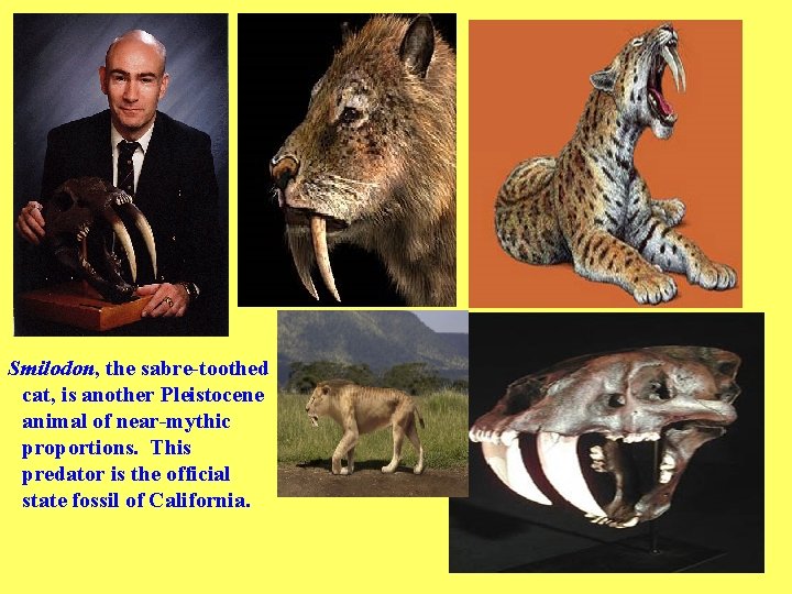 Smilodon, the sabre-toothed cat, is another Pleistocene animal of near-mythic proportions. This predator is