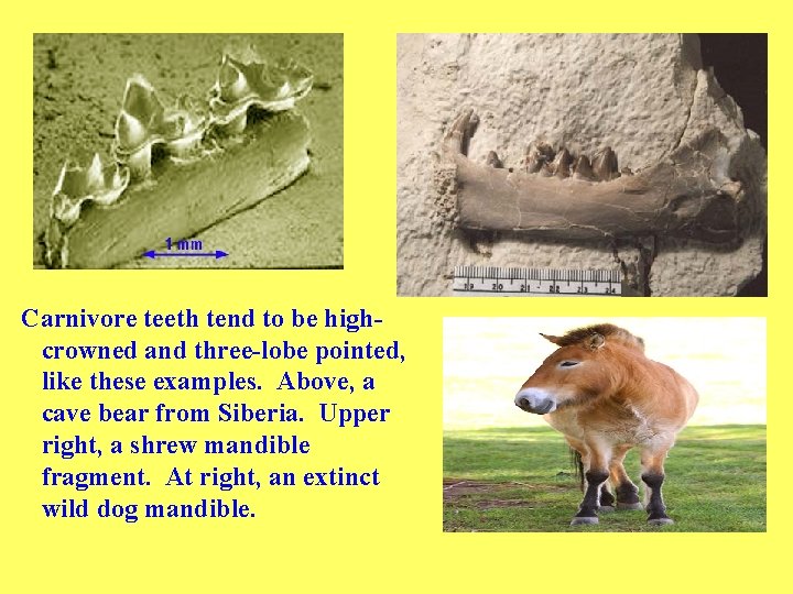 Carnivore teeth tend to be highcrowned and three-lobe pointed, like these examples. Above, a
