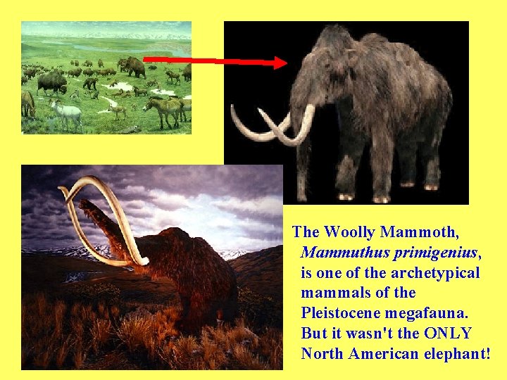 The Woolly Mammoth, Mammuthus primigenius, is one of the archetypical mammals of the Pleistocene