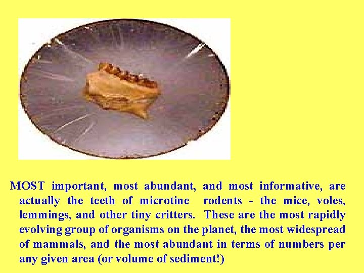 MOST important, most abundant, and most informative, are actually the teeth of microtine rodents