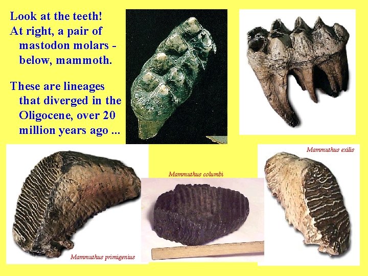 Look at the teeth! At right, a pair of mastodon molars below, mammoth. These