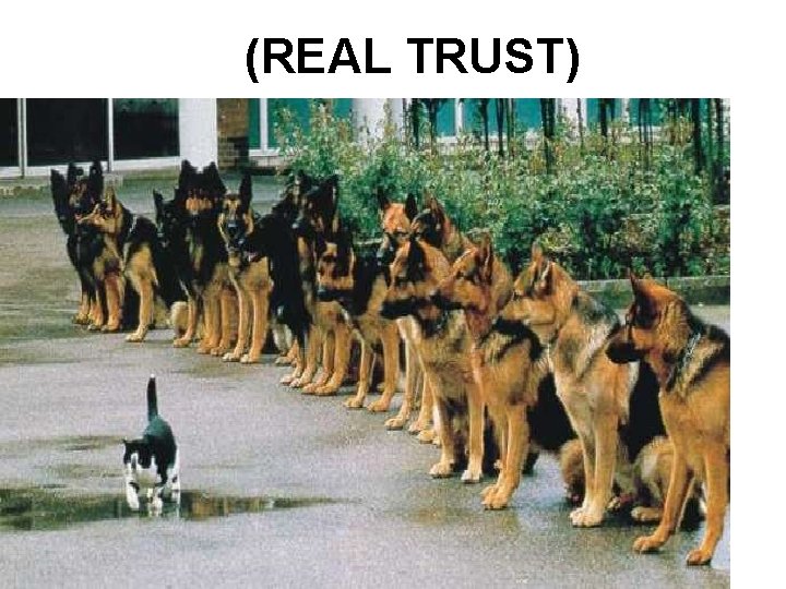 (REAL TRUST) 
