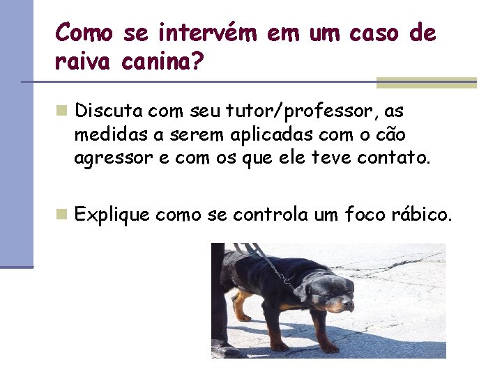 Como se intervém em um caso de raiva canina? Discuta com seu tutor/professor, as