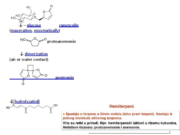 ↓ – glucose ranunculin (maceration, enzymatically) protoanemonin ↓ dimerization (air or water contact) anemonin