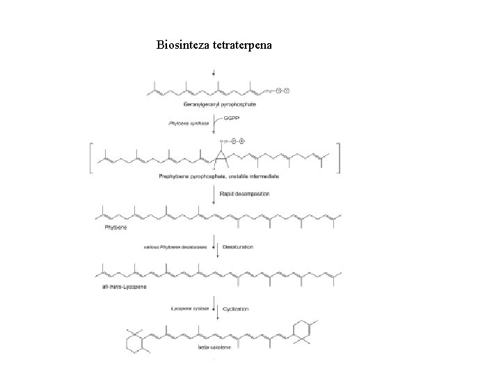 Biosinteza tetraterpena Biosinteza tetraterpena