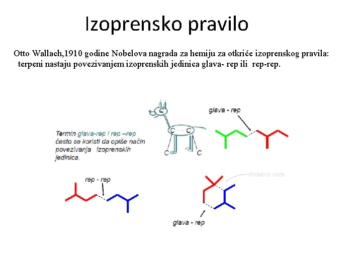 Izoprensko pravilo Otto Wallach, 1910 godine Nobelova nagrada za hemiju za otkriće izoprenskog pravila: