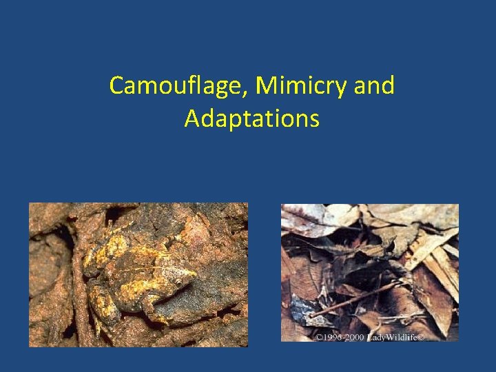 Camouflage, Mimicry and Adaptations 