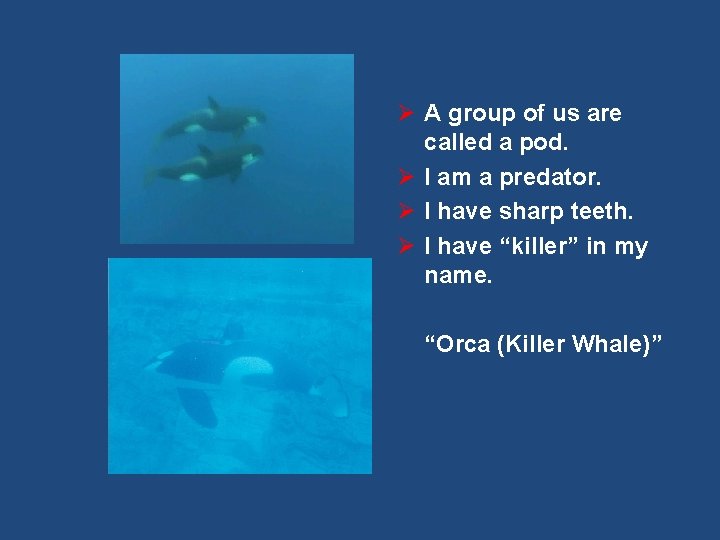 Ø A group of us are called a pod. Ø I am a predator.