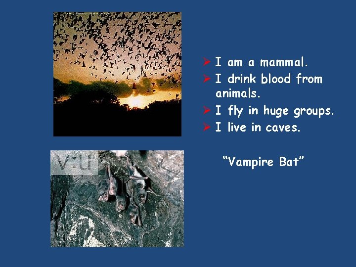 Ø I am a mammal. Ø I drink blood from animals. Ø I fly