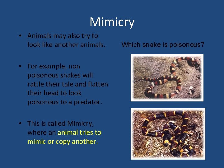 Mimicry • Animals may also try to look like another animals. • For example,