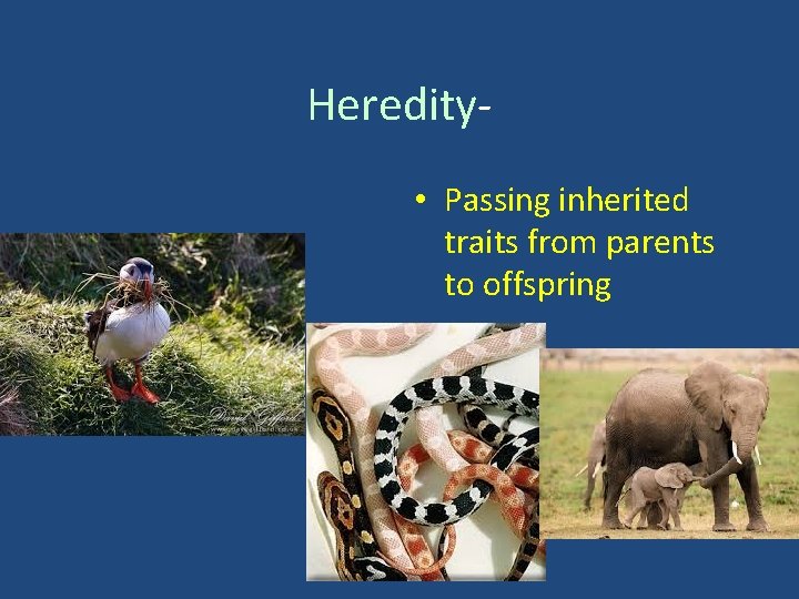 Heredity • Passing inherited traits from parents to offspring 