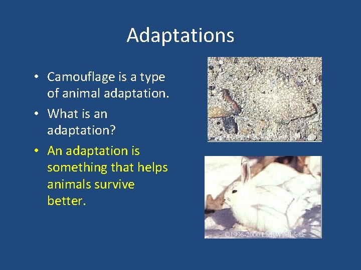 Adaptations • Camouflage is a type of animal adaptation. • What is an adaptation?