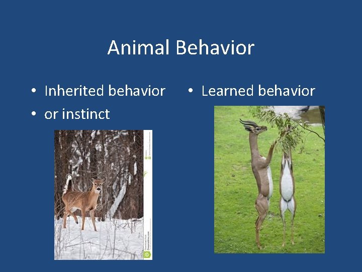 Animal Behavior • Inherited behavior • or instinct • Learned behavior 