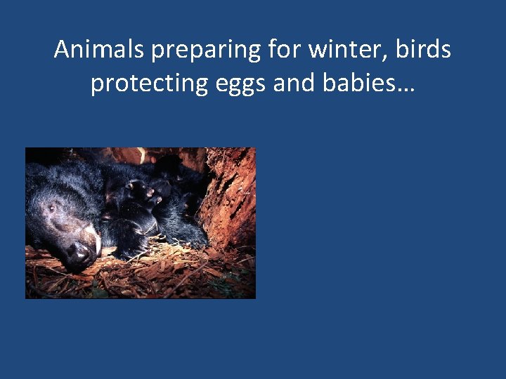 Animals preparing for winter, birds protecting eggs and babies… 