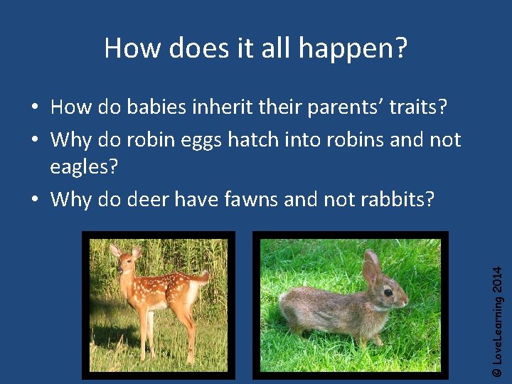 How does it all happen? © Love. Learning 2014 • How do babies inherit