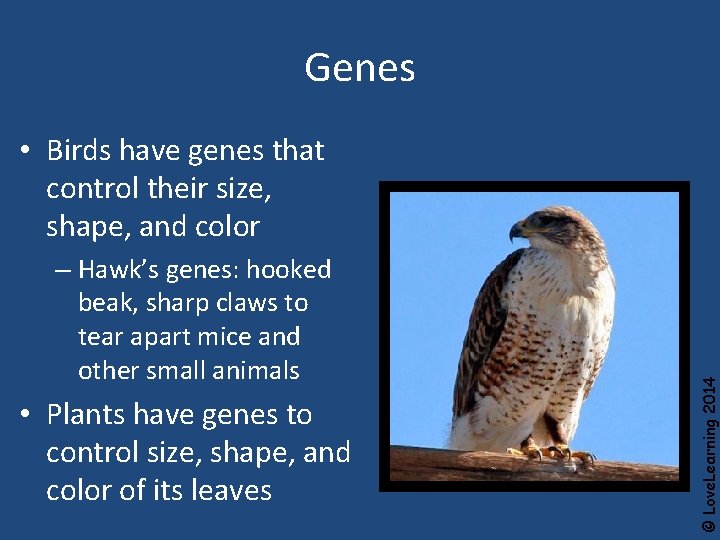 Genes – Hawk’s genes: hooked beak, sharp claws to tear apart mice and other