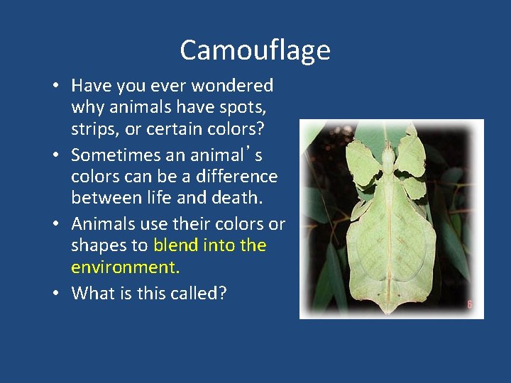 Camouflage • Have you ever wondered why animals have spots, strips, or certain colors?