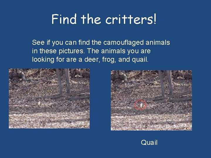 Find the critters! See if you can find the camouflaged animals in these pictures.