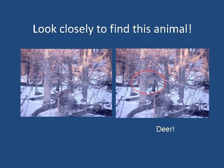 Look closely to find this animal! Deer! 