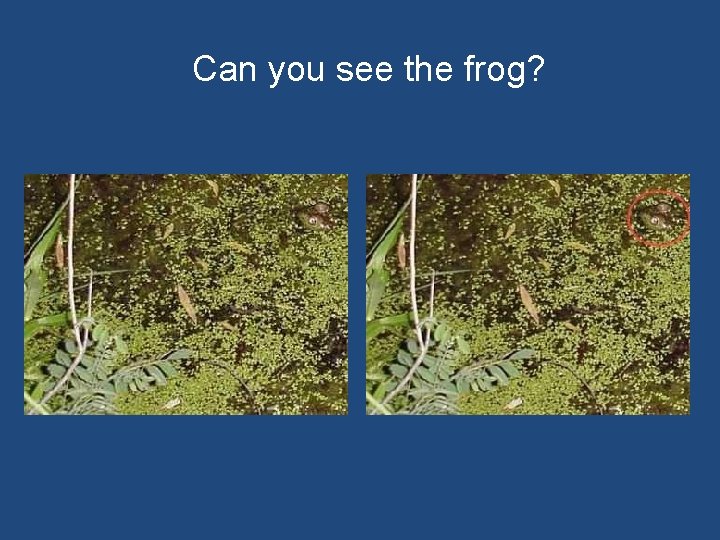 Can you see the frog? 