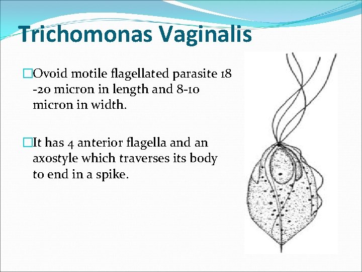 Trichomonas Vaginalis �Ovoid motile flagellated parasite 18 -20 micron in length and 8 -10