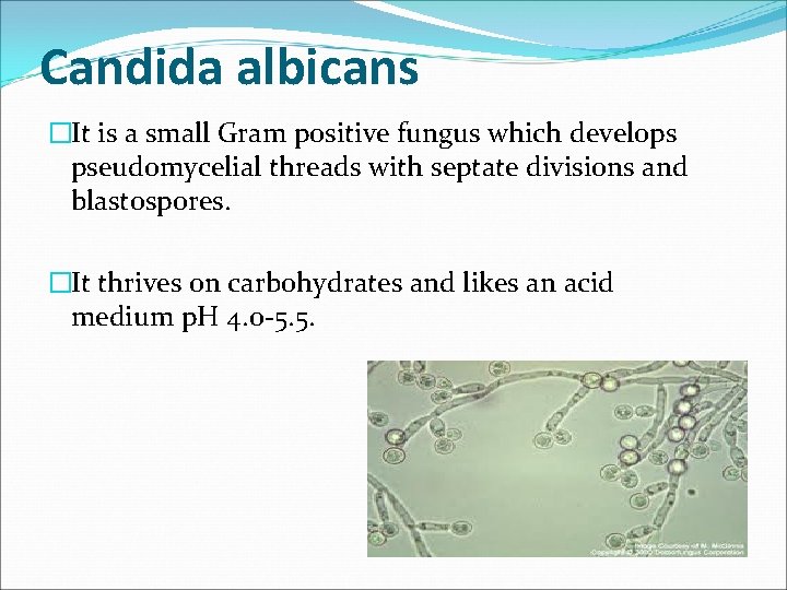 Candida albicans �It is a small Gram positive fungus which develops pseudomycelial threads with