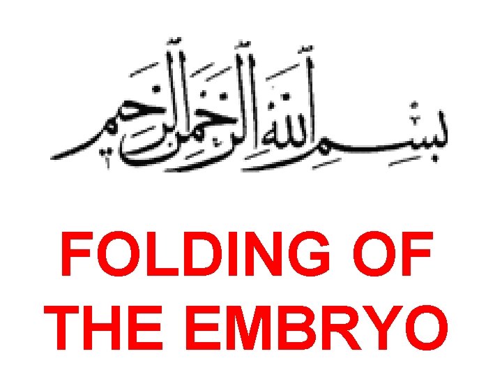 FOLDING OF THE EMBRYO 
