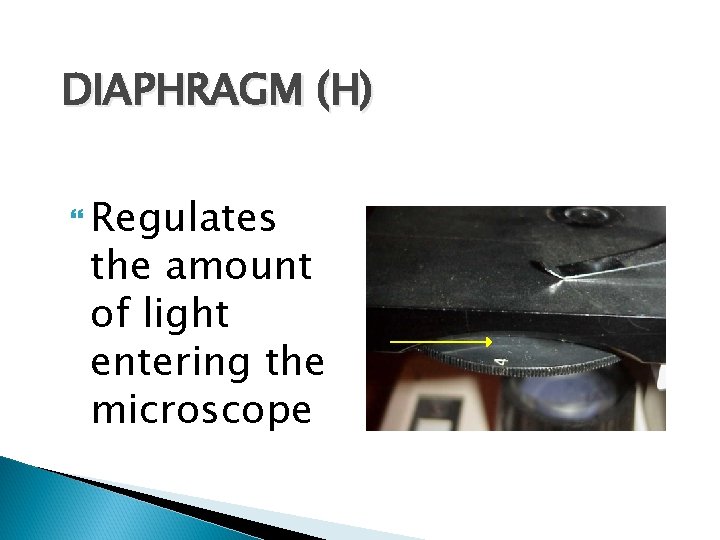 DIAPHRAGM (H) Regulates the amount of light entering the microscope 