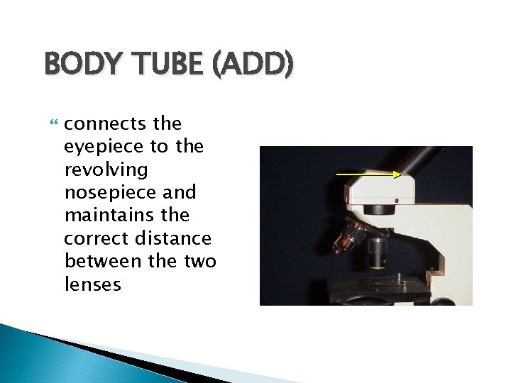 BODY TUBE (ADD) connects the eyepiece to the revolving nosepiece and maintains the correct