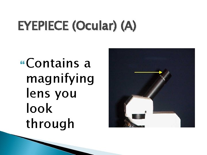 EYEPIECE (Ocular) (A) Contains a magnifying lens you look through 