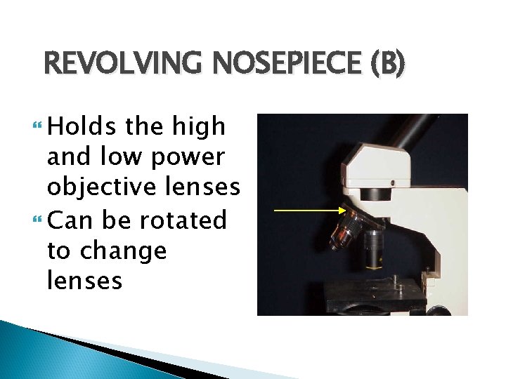 REVOLVING NOSEPIECE (B) Holds the high and low power objective lenses Can be rotated