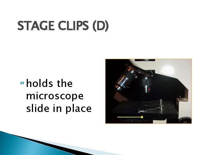 STAGE CLIPS (D) holds the microscope slide in place 