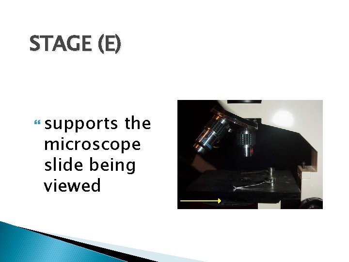 STAGE (E) supports the microscope slide being viewed 