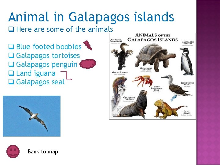 Animal in Galapagos islands q Here are some of the animals q Blue footed