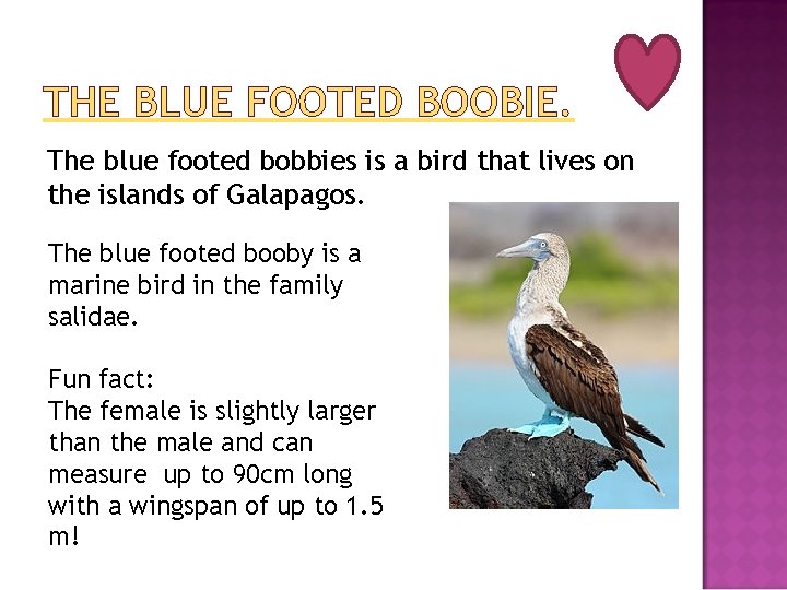THE BLUE FOOTED BOOBIE. The blue footed bobbies is a bird that lives on
