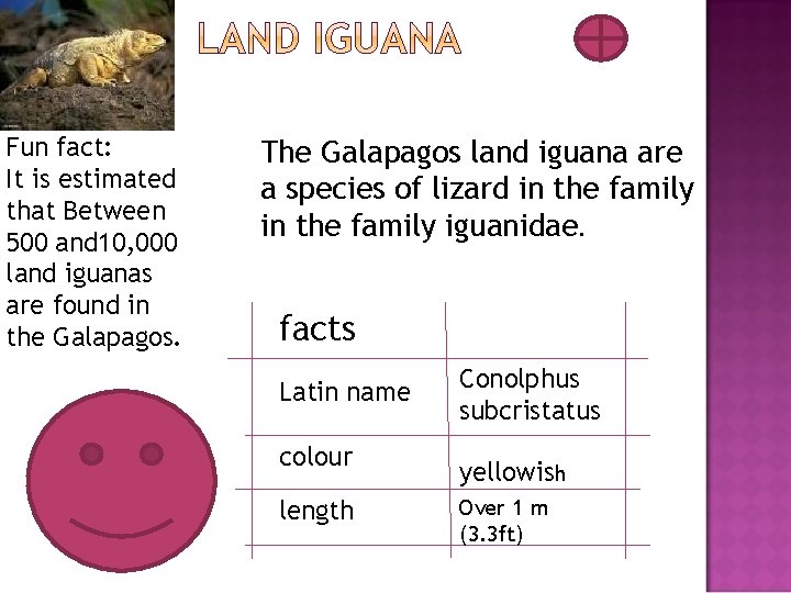 Fun fact: It is estimated that Between 500 and 10, 000 land iguanas are