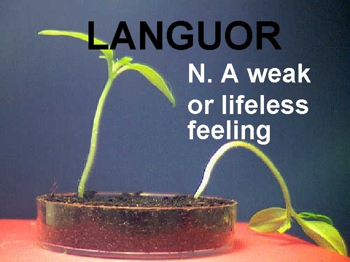 LANGUOR N. A weak or lifeless feeling 