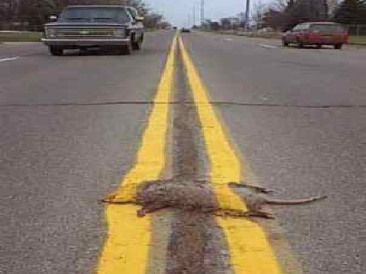 LASSITUDE N. Tired feeling, usually resulting from depression or too much work 