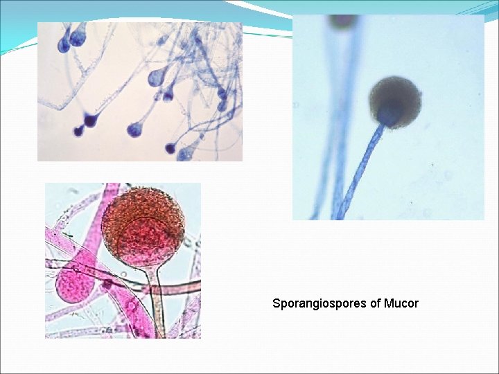 Sporangiospores of Mucor 