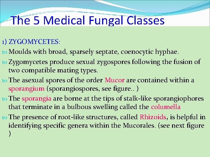 The 5 Medical Fungal Classes 1) ZYGOMYCETES: Moulds with broad, sparsely septate, coenocytic hyphae.