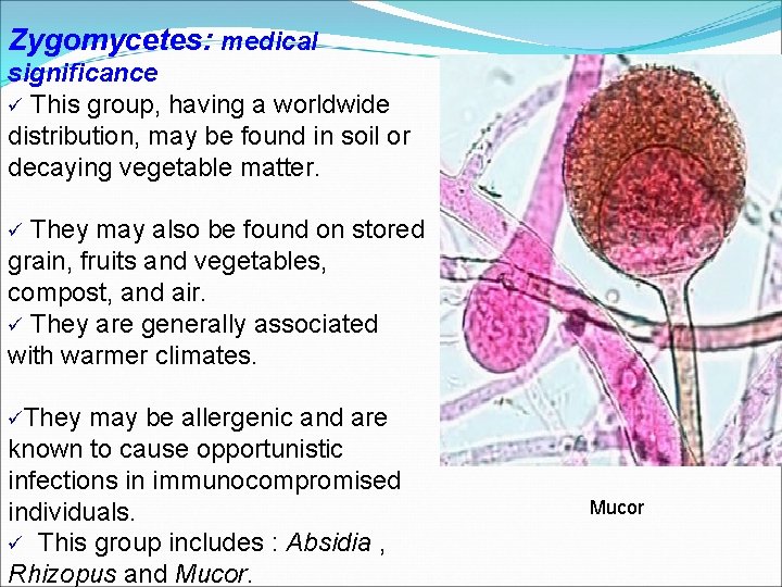 Zygomycetes: medical significance ü This group, having a worldwide distribution, may be found in