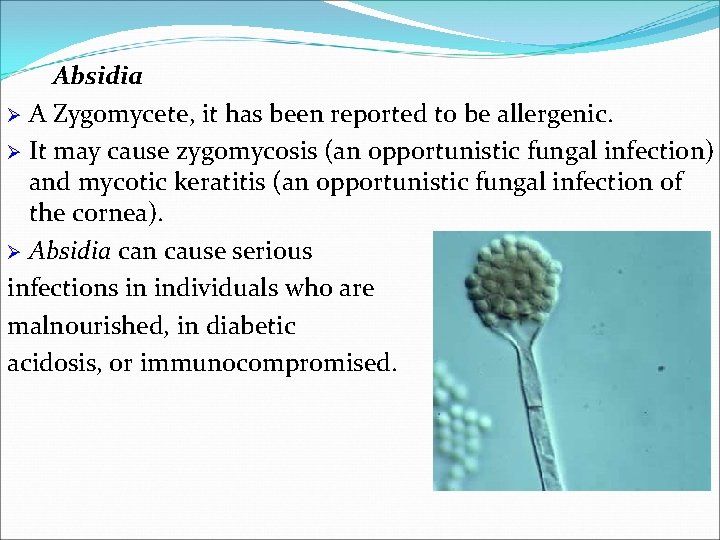 Absidia Ø A Zygomycete, it has been reported to be allergenic. Ø It may