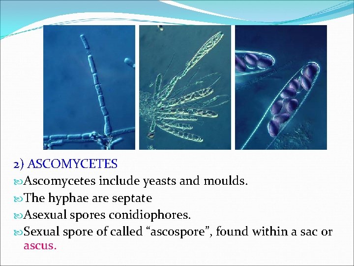 2) ASCOMYCETES Ascomycetes include yeasts and moulds. The hyphae are septate Asexual spores conidiophores.