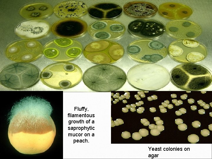 Fluffy, filamentous growth of a saprophytic mucor on a peach. Yeast colonies on agar